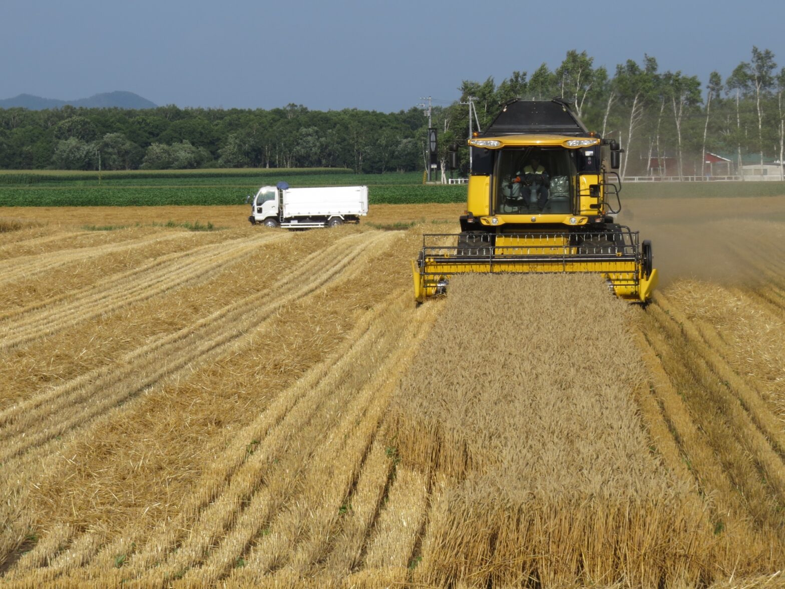 コンバインで小麦の収穫風景