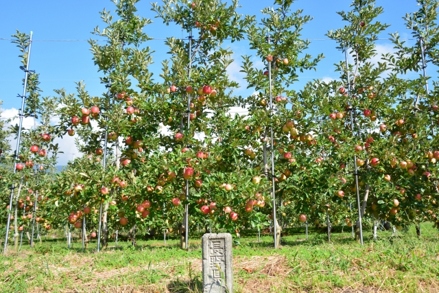 リンゴ農園の写真
