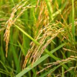 稲の病気で多い「いもち病」とは？病気の特徴や害虫がもたらす稲への影響