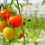 ミニトマトの育て方や注意点を解説！病気対策をして栄養満点のトマトを収穫しよう！