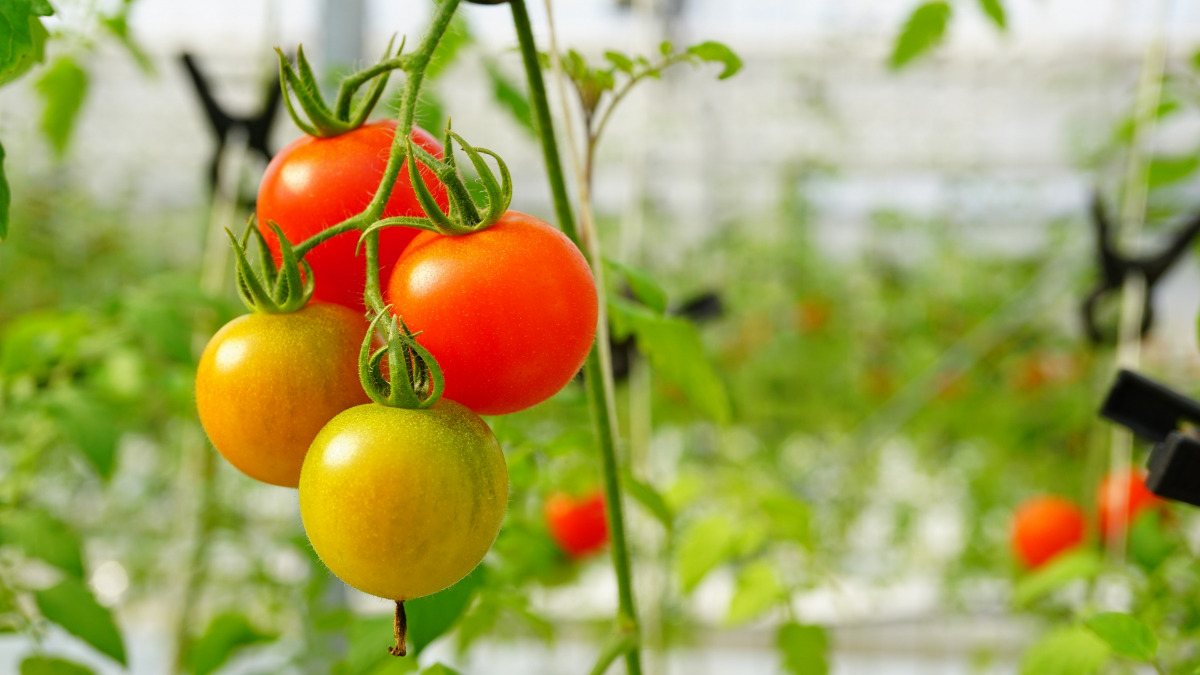 ミニトマトの育て方や注意点を解説 病気対策をして栄養満点のトマトを収穫しよう Umm 農業とつながる情報メディア