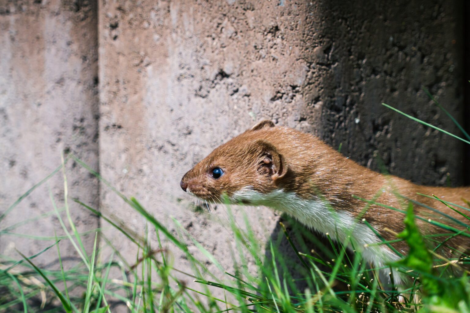 イタチとテンの簡単な見分け方|生態や特徴の違い・対策や駆除方法も解説 | UMM 農業とつながる情報メディア