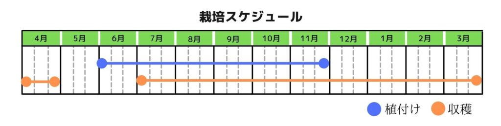 九条ネギの栽培方法｜種・苗からの育て方、株分けなどを解説【プランター栽培OK】 | UMM 農業とつながる情報メディア