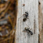 蟻の駆除方法｜生態や発生場所・家の中への侵入を防ぐ対策・退治グッズ