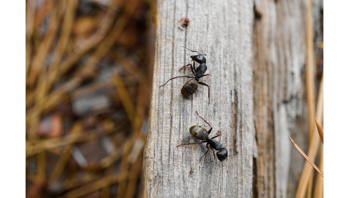 蟻の駆除方法 生態や発生場所 家の中への侵入を防ぐ対策 退治グッズ Umm 農業とつながる情報メディア