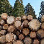 伐採した木の処分方法は？費用の相場や業者に依頼する際の注意点