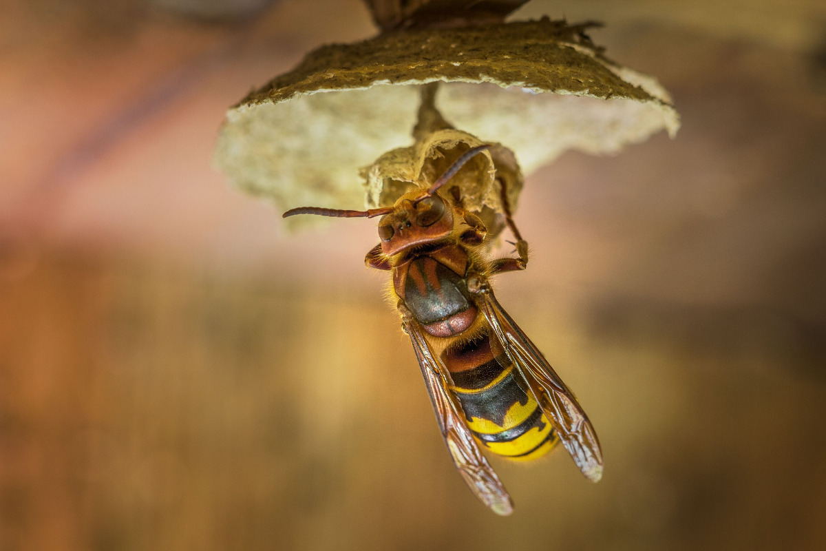 蜂の巣の駆除方法 自分でできる対策や業者に依頼したときの相場 Umm 農業とつながる情報メディア
