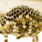 蜂の巣の駆除方法‐自分でできる対策や業者に依頼したときの相場