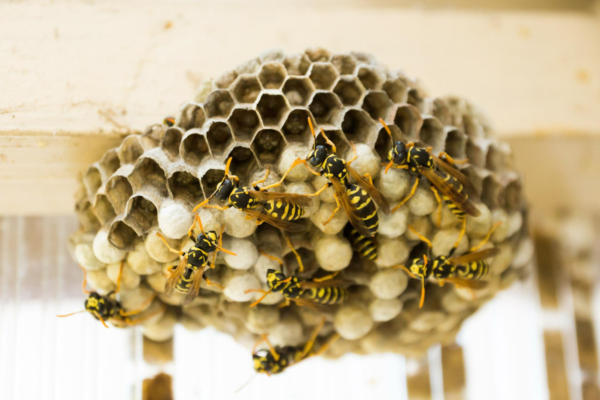 蜂の巣の駆除方法‐自分でできる対策や業者に依頼したときの相場 | UMM 農業とつながる情報メディア