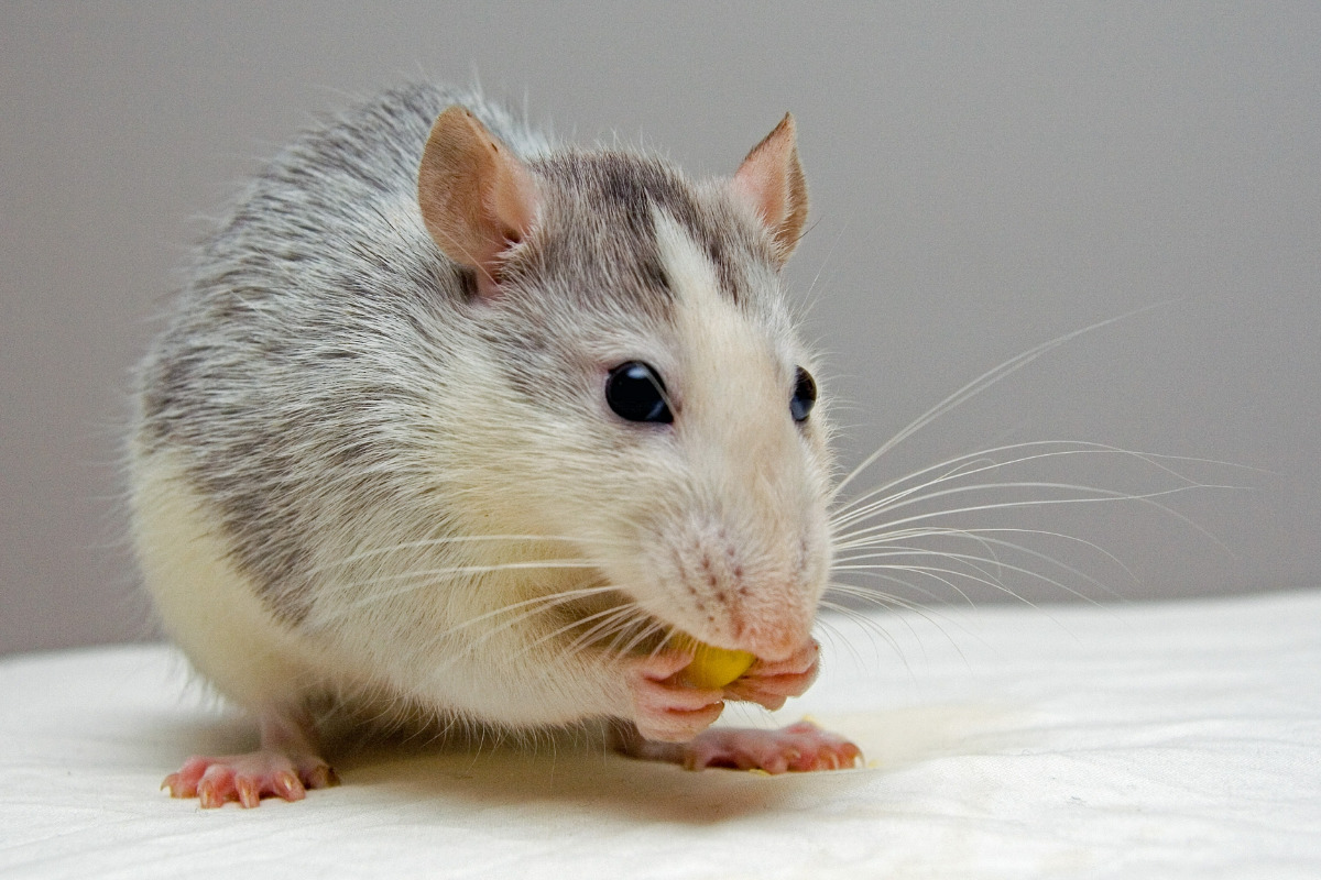 ネズミのフンを見つけたときの対処法 被害や感染症を広めないための方法 Umm 農業とつながる情報メディア