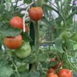 トマト栽培の特徴・時期・方法・コツ【土作り・支柱立ての方法】