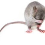 ネズミの鳴き声は「チュー」じゃない‐声の確認方法や対処法