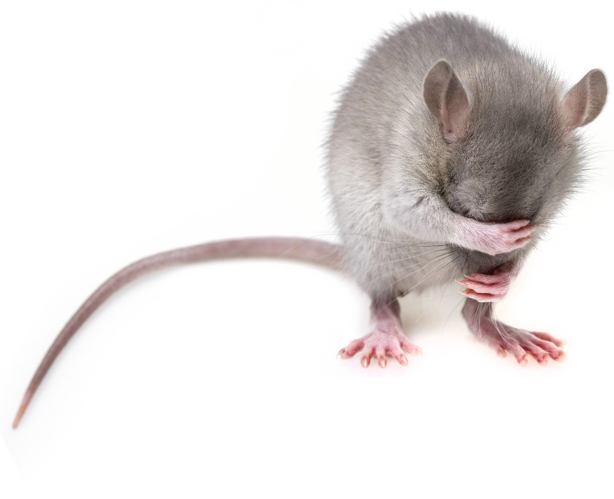 ネズミの鳴き声は チュー じゃない 声の確認方法や対処法 Umm 農業とつながる情報メディア