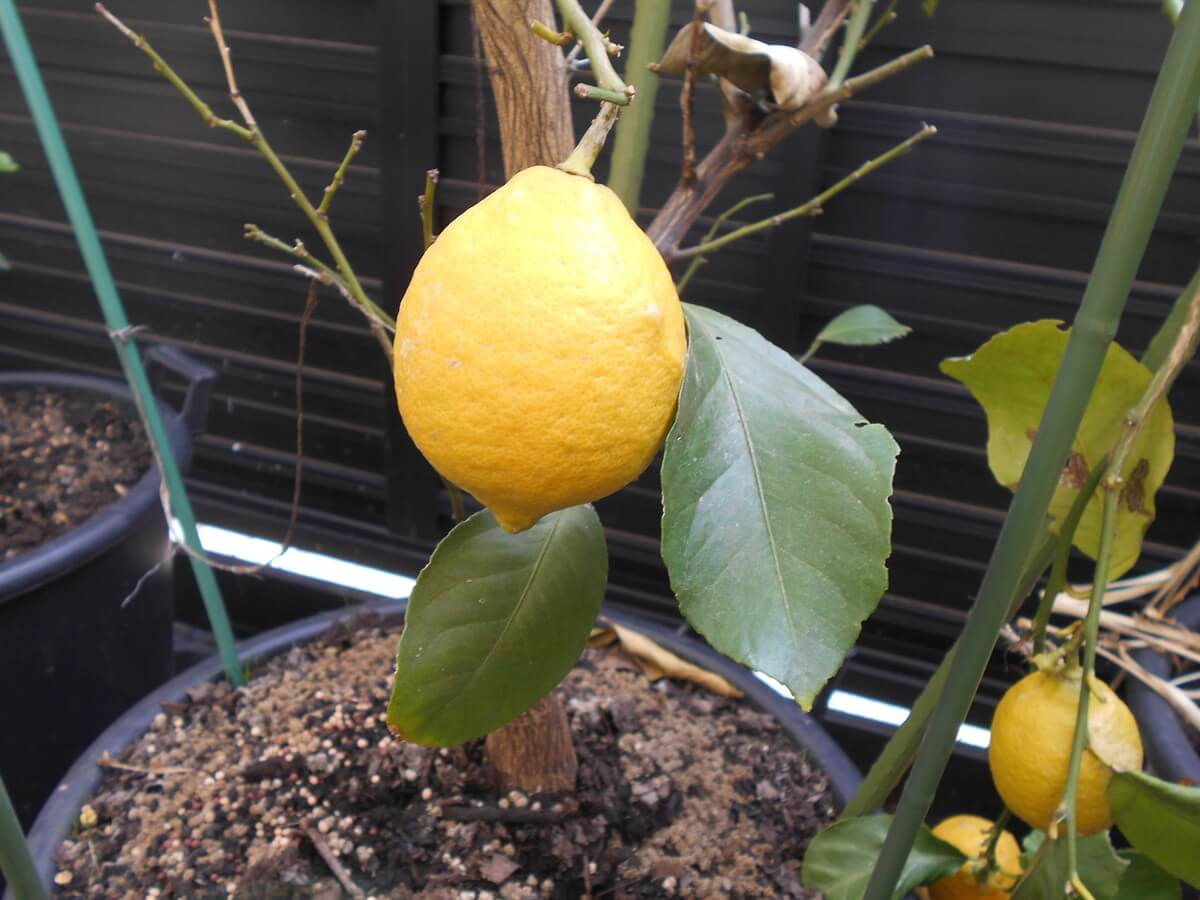 レモン　栽培