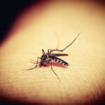 蚊の退治方法｜室内や庭の適切な対策やおすすめの殺虫スプレー