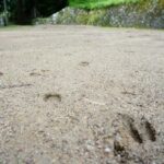 アライグマの足跡の見分け方！特徴や大きさ・見つけたときの対応