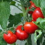 【家庭菜園】トマトの栽培方法！初心者・プランターでも失敗しない育て方を解説