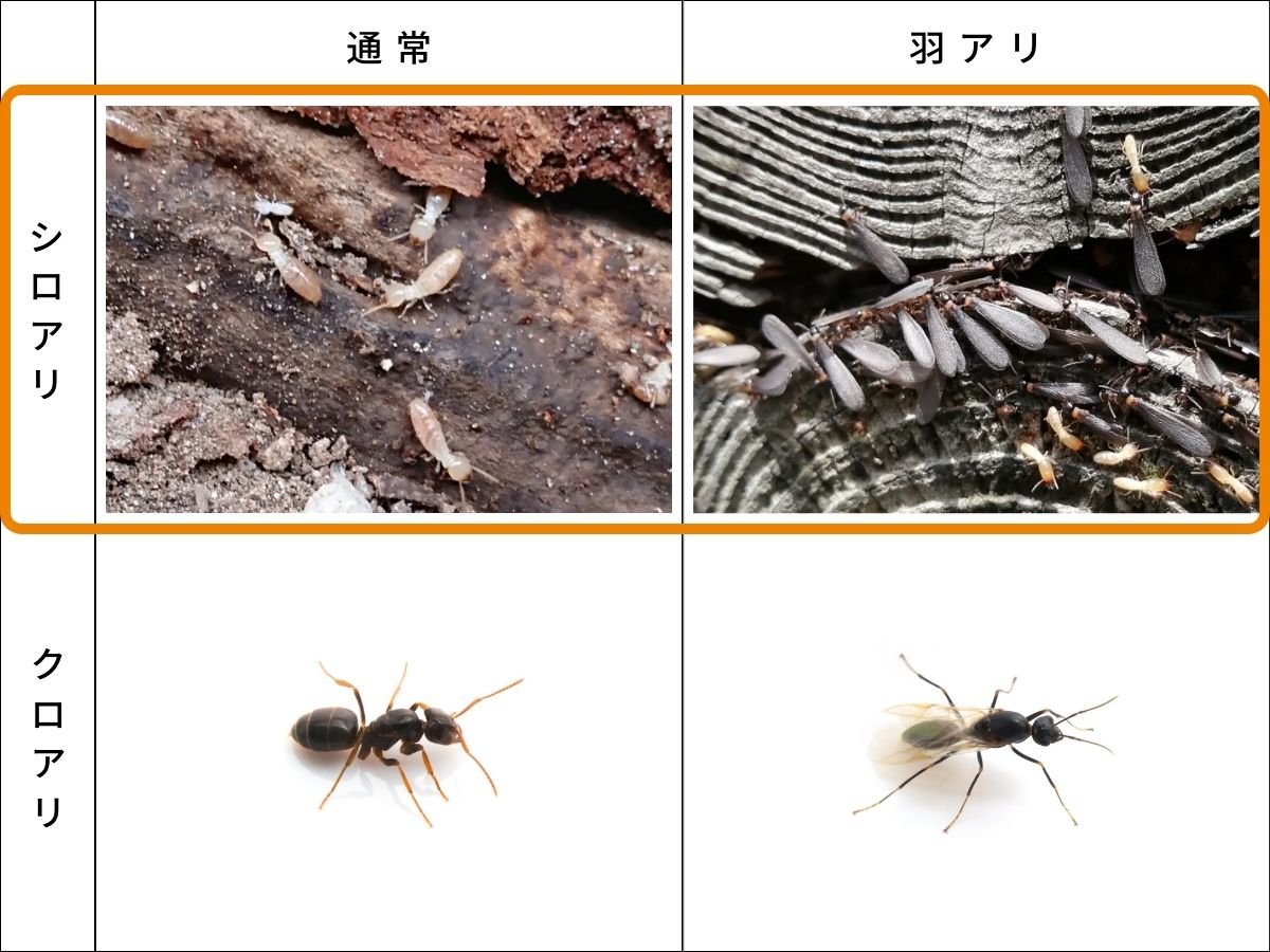 シロアリが大量発生したらどうする？原因と対策、羽アリの見分け方を解説 | UMM 農業とつながる情報メディア