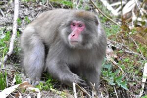 ニホンザル