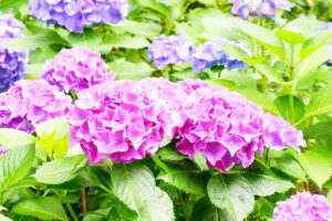アジサイ(紫陽花)の挿し木を解説！増やし方のコツや剪定方法なども紹介