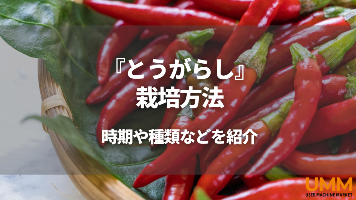 トウガラシの栽培方法|時期や種類、プランターOKの簡単な育て方などを解説 | UMM 農業とつながる情報メディア