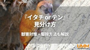 イタチとテンの見分け方や、獣害に遭っている場合の対策方法を解説しています。
