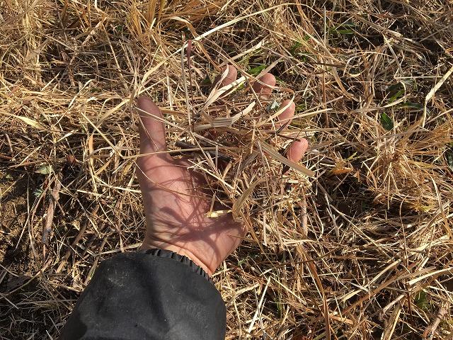 草刈機 新品 自走式草刈機 MHE-600D 写真11