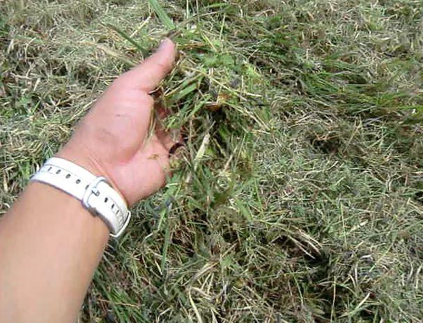 草刈機 MK125 (刈取幅 1,229mm) 写真8