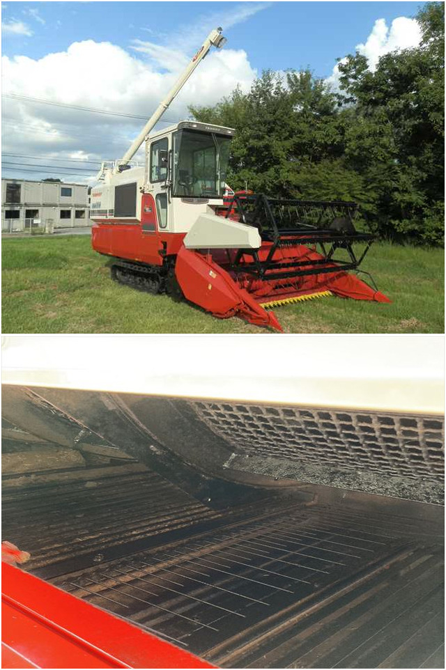 花芽付き ライチ苗木 半耐寒性 特大種【特選 玉荷包 ぎょくかほう】