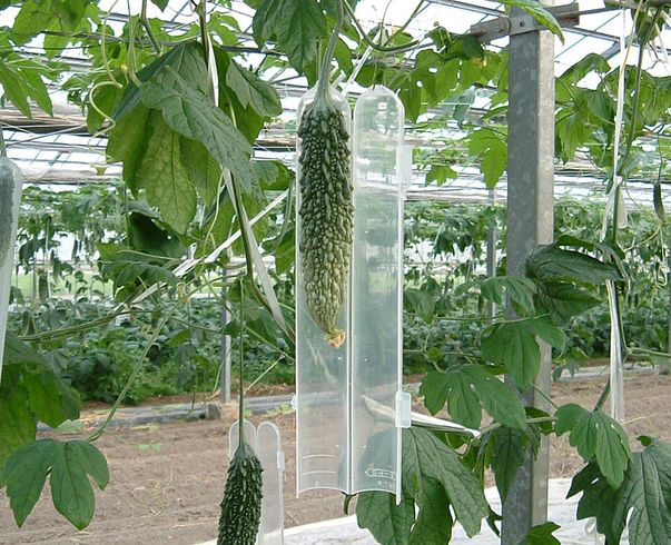 きゅうり整形具 スマート 写真２