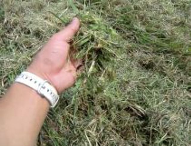 草刈機 MK165 (刈取幅　1,629mm) 写真８