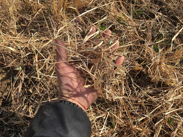 草刈機 新品 自走式草刈機 MHE-600D 写真11